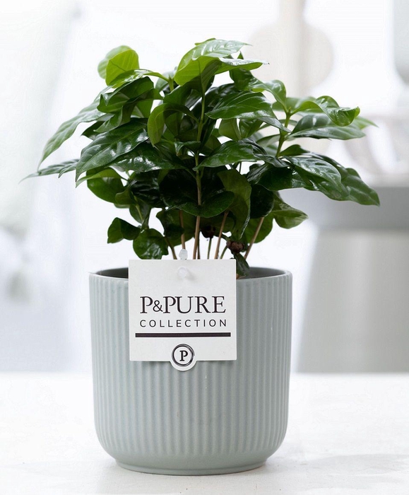<h4>Coffea Arabica in P&PURE Sophie ceramics green</h4>