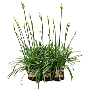 Agapanthus Charlotte wit pot 12 cm 2-5 bloem/knop