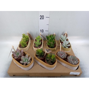 Succulents   ...