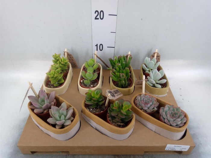 <h4>Succulents   ...</h4>