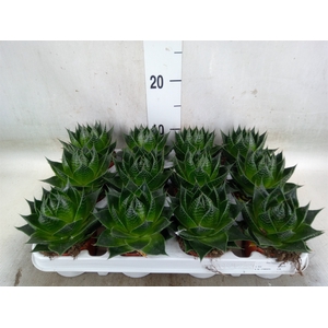 Aloe aristata 'Cosmo'