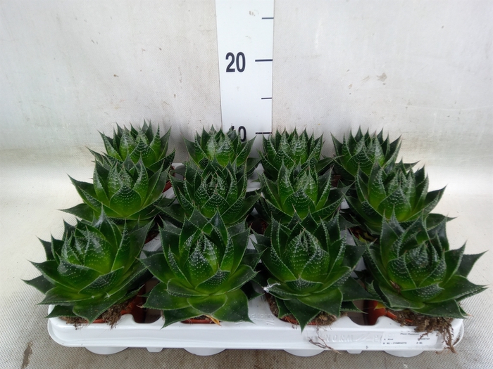 <h4>Aloe aristata 'Cosmo'</h4>
