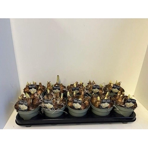 Narcis Bridal Crown in sur p touch of spring