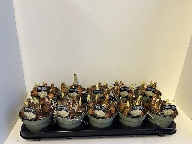 <h4>Narcis Bridal Crown in sur p touch of spring</h4>