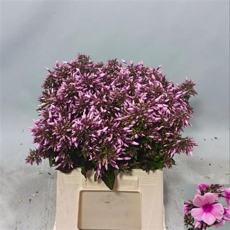 <h4>Phlox P Brave Eyes</h4>