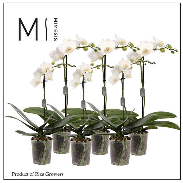 <h4>Mimesis Phal. White - 1 spike 9cm</h4>