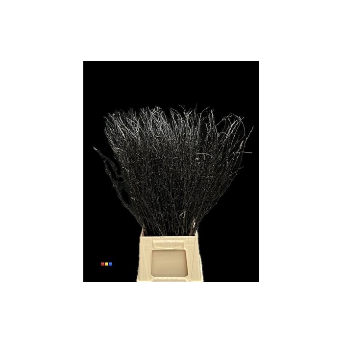 <h4>Betula / Berkentak Black</h4>