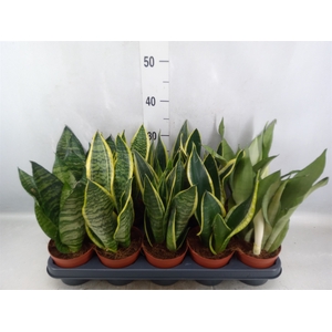 Sansevieria trifa.   ...