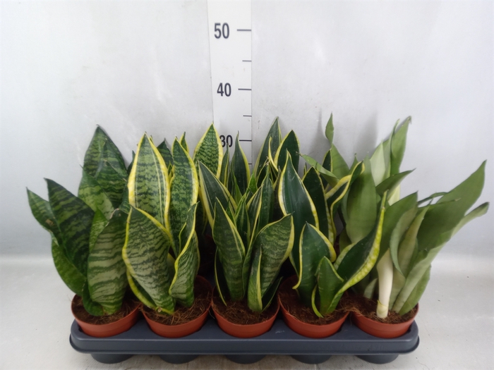 Sansevieria trifa.   ...