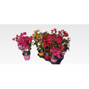 BOUGAINV DANIA