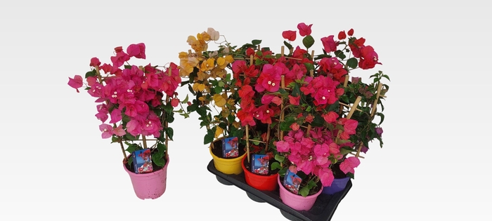 BOUGAINV DANIA