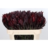 Leucadendron Saf Sunset Dark R.