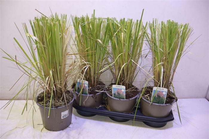 <h4>Corta Se Rosea</h4>