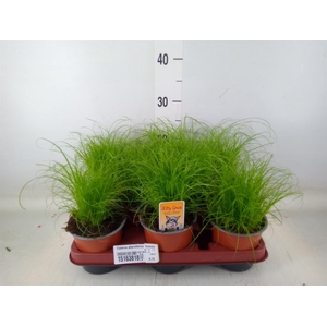 Cyperus alternifolius 'Zumula'