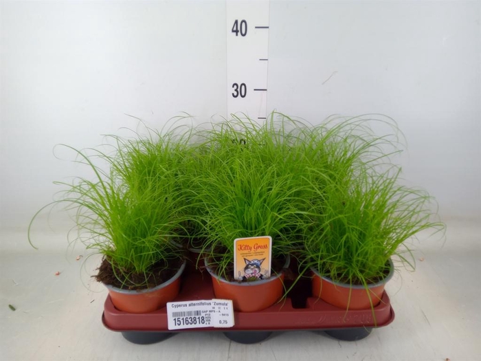 <h4>Cyperus alternifolius 'Zumula'</h4>