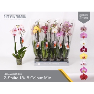 Phalaenopsis gemengd 8 kl