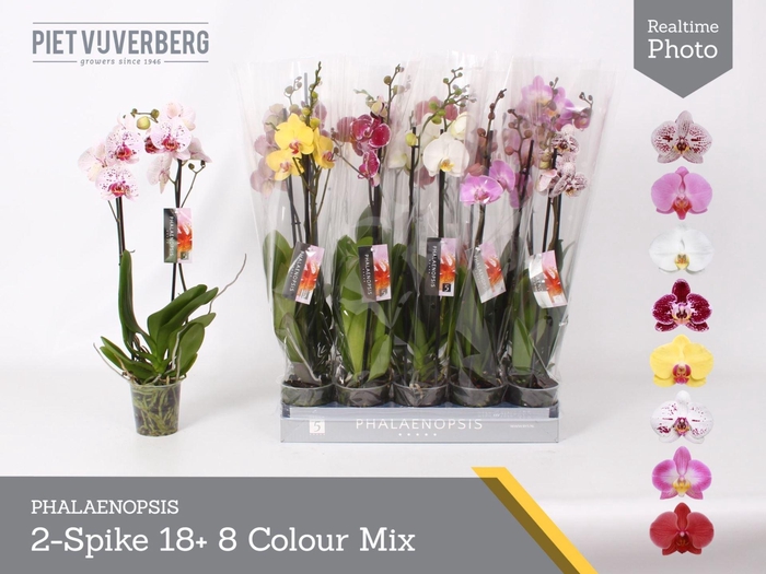 <h4>Phalaenopsis gemengd 8 kl</h4>