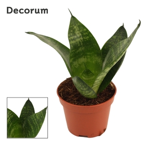 Sansevieria Hahnii 6 cm Green Hahnii (Decorum)