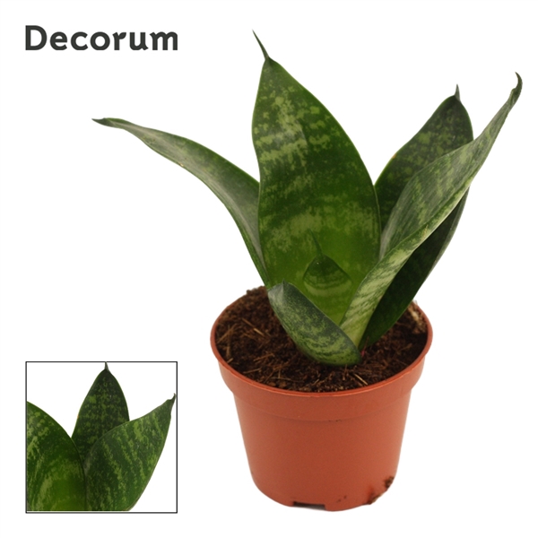 <h4>Sansevieria Hahnii 6 cm Green Hahnii (Decorum)</h4>