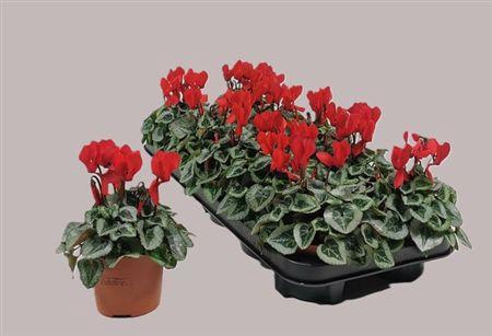 <h4>Cycl Kl Silverado Red</h4>