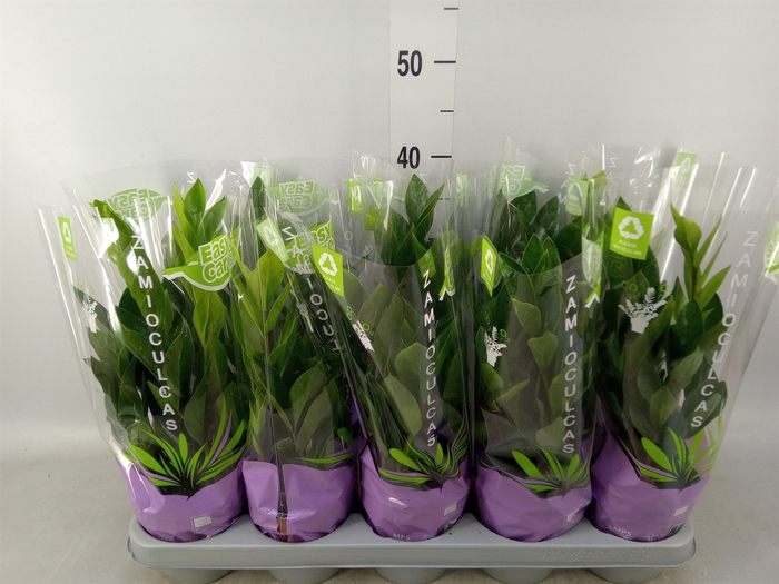 <h4>Zamioculcas zamiifolia</h4>