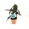 BEGONIA MACULATA P13,5
