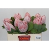 Protea Cynaroides
