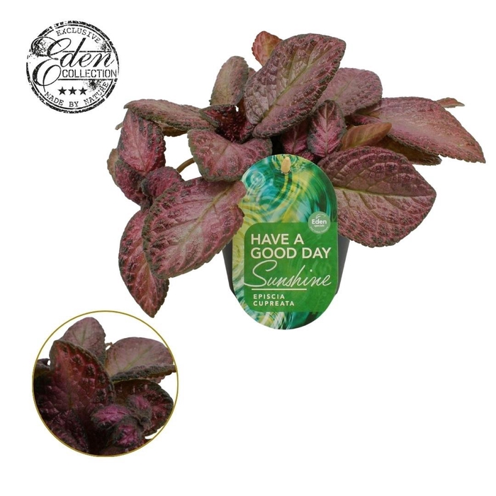 <h4>Episcia cupreata Tierra Opalo 12cm</h4>