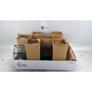 Arr.   Kamerplant Groen L%