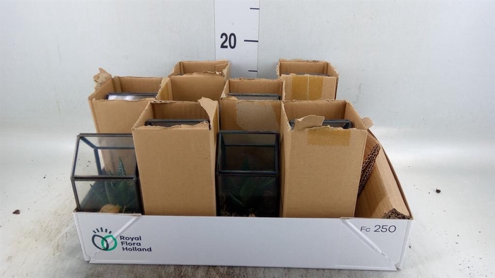 <h4>Arr.   Kamerplant Groen L%</h4>