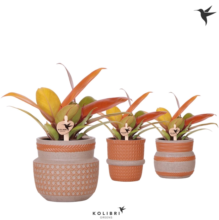 <h4>Kolibri Greens Philodendron Ruby red in Ethnic pot terracotta mix</h4>
