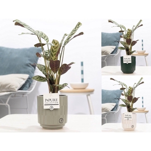 Ctenanthe Burle Marxii in P&PURE Tess 2 ceramics ass.3