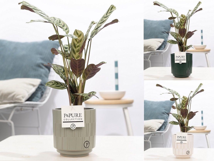 <h4>Ctenanthe Burle Marxii in P&PURE Tess 2 ceramics ass.3</h4>