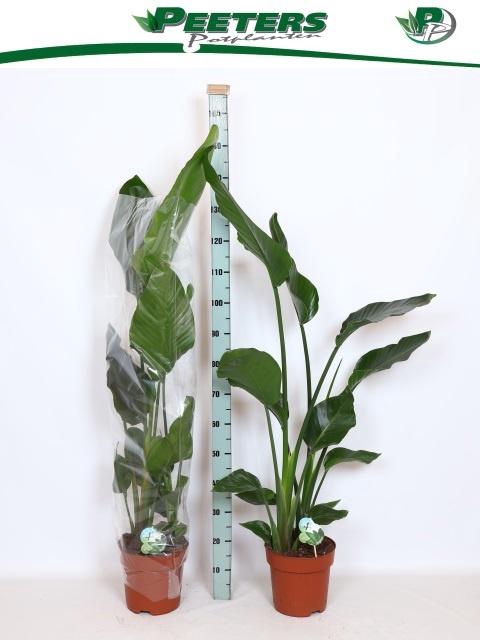 <h4>STRELITZIA NICOLAI</h4>