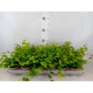 Ficus pumila 'Sunny Green'