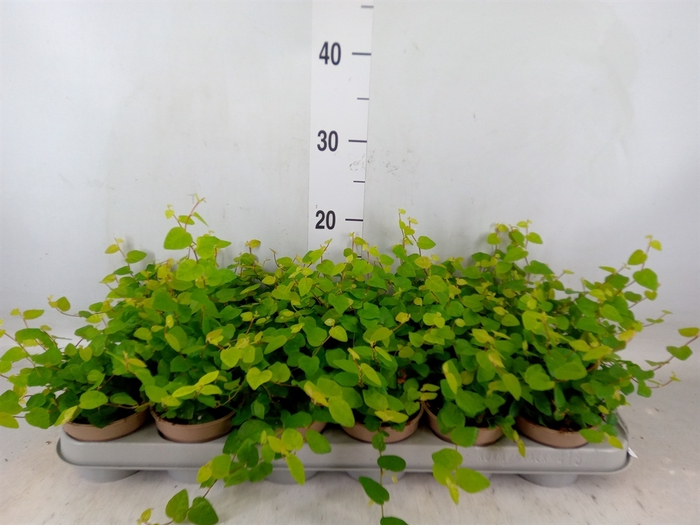 <h4>Ficus pumila 'Sunny Green'</h4>