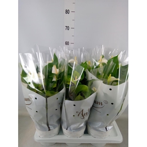 Anthurium andr. 'White Champion'