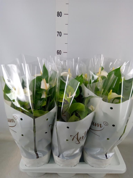 <h4>Anthurium andr. 'White Champion'</h4>