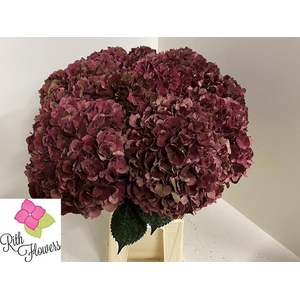 HYDR M MAG PI RUB CL