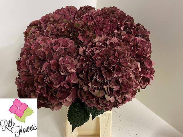 <h4>HYDR M MAG PI RUB CL</h4>