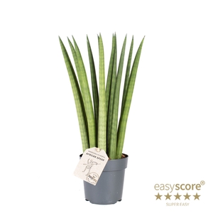 SANSEVIERIA CYLINDRICA P11 STRAIGHT