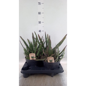 Gasteria carinata var. verrucosa