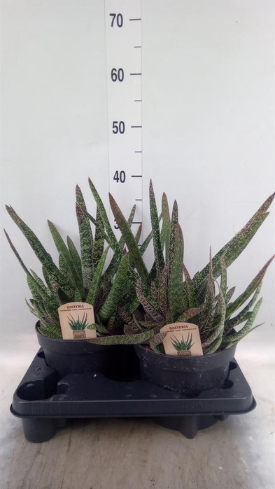 <h4>Gasteria carinata var. verrucosa</h4>