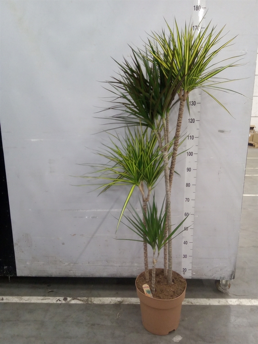 <h4>Dracaena   ...mix</h4>