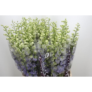 Delphinium DU 'Dewi Fame impressiv'