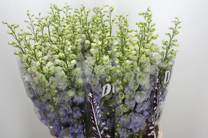 <h4>Delphinium DU 'Dewi Fame impressiv'</h4>