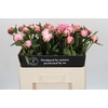 Paeonia Sarah Bernhardt