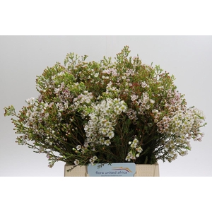 Chamelaucium 'Morning Delight'
