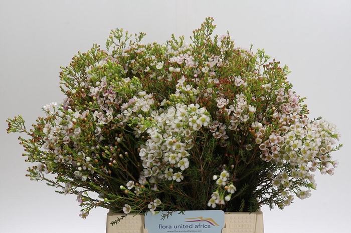 <h4>Chamelaucium 'Morning Delight'</h4>