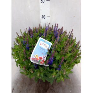 Salvia nemorosa 'Sensation Blue Dp'